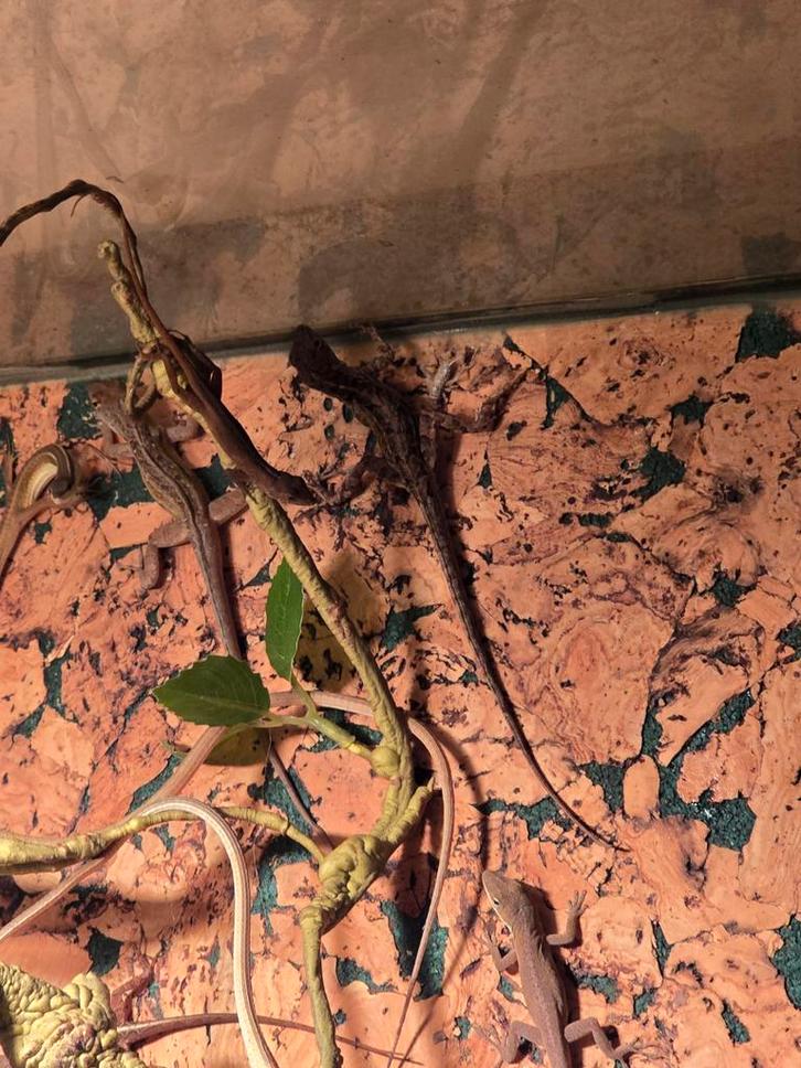 Diversen anolis sagrei te koop, Animaux & Accessoires, Reptiles & Amphibiens, Amphibien