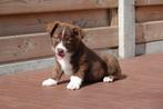 Prachtige Welsh corgi cardigan pups, Dieren en Toebehoren, Honden | Herdershonden en Veedrijvers, België, Overige rassen, CDV (hondenziekte)