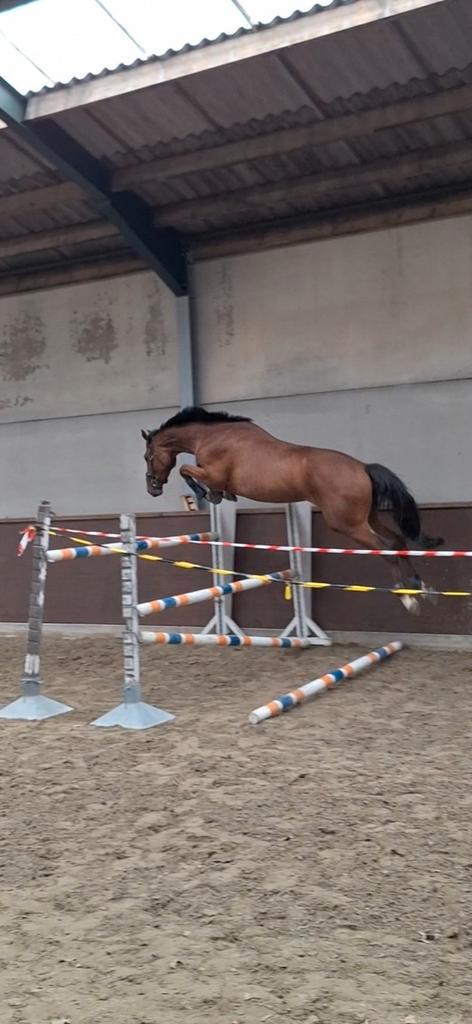 Veelbelovende jonge springruin beschikbaar, Dieren en Toebehoren, Paarden en Pony's | Verzorgingsproducten, Zo goed als nieuw