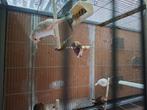 Laatste mooie harlekijnen te koop, Dieren en Toebehoren, Vogels | Kanaries, Meerdere dieren, Postuurkanarie