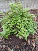 Allerlei tuinplanten, Ophalen, Vaste plant
