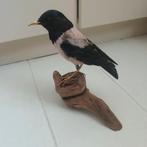 Opgezette roze spreeuw, Ophalen, Zo goed als nieuw