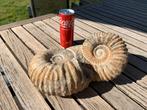 Ammonites, Ophalen, Fossiel