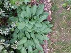 Grote hostas, Ophalen