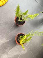 Nephrolepis sp. Varentjes, Tuin en Terras, Ophalen of Verzenden