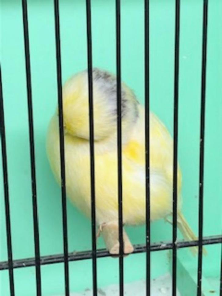 mooie kanaries Norwich, Dieren en Toebehoren, Vogels | Kanaries, Postuurkanarie, Meerdere dieren