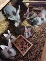 Duitse reus, Dieren en Toebehoren, Konijnen, Geslacht onbekend, Groot