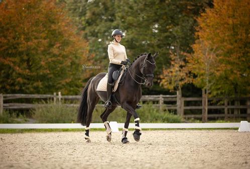 Knap en talentvol dressuurpaard, Dieren en Toebehoren, Paarden, Ruin, Z, 170 tot 175 cm, Dressuurpaard