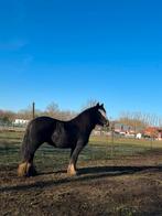 Grote tinker ruin, Dieren en Toebehoren, Ruin, Minder dan 160 cm, Recreatiepaard, 11 jaar of ouder