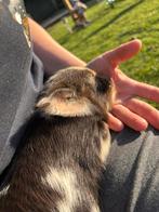 Kune kune biggentjes super super tam !, Varken