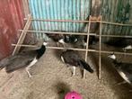 Jeunes paons, Dieren en Toebehoren, Pluimvee, Meerdere dieren, Overige soorten