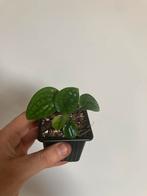Monstera peru, Ophalen