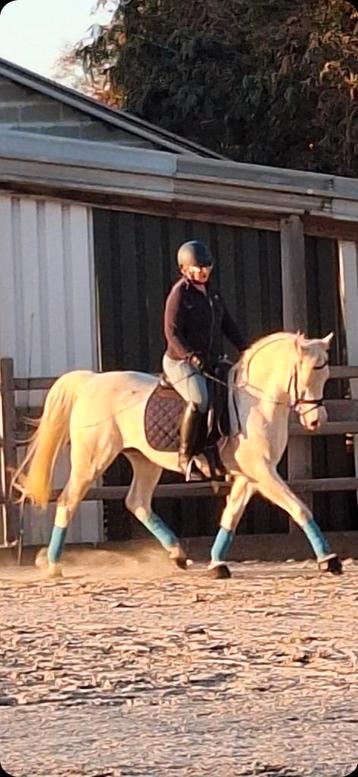 Super mooie goed in de maat d pony beschikbaar voor biedingen