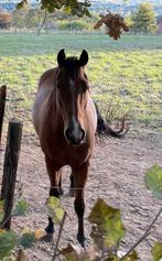 Lieve Quarter Ruin, Dieren en Toebehoren, Paarden, Ruin
