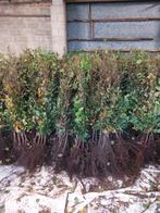 Beukenhaag (fagus) en haagbeuk (carpinus), Tuin en Terras, Planten | Struiken en Hagen, Ophalen, Beukenhaag, 100 tot 250 cm