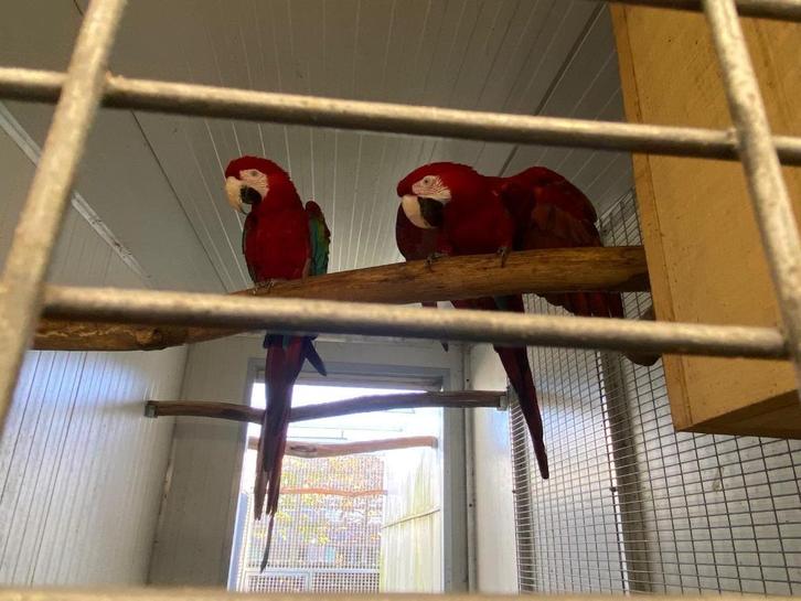 Heel mooi kweekkoppel groenvleugelara, Dieren en Toebehoren, Vogels | Parkieten en Papegaaien, Papegaai, Meerdere dieren, Geringd