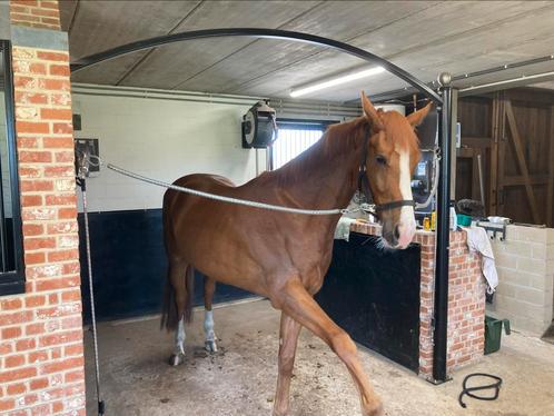 5-jarige, Dieren en Toebehoren, Paarden, Ruin, B, 170 tot 175 cm, 3 tot 6 jaar, Springpaard, Met stamboom, Gechipt, Ontwormd, Ingeënt