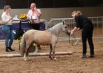 Raszuivere Falabella minipaardjes, Dieren en Toebehoren, Merrie, A pony (tot 1.17m), Gechipt, 3 tot 6 jaar