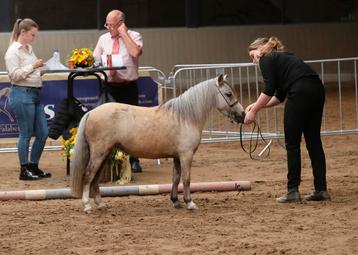 Raszuivere Falabella minipaardjes beschikbaar voor biedingen