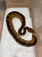 Python regius, Dieren en Toebehoren, Ophalen