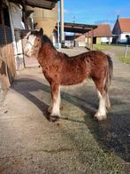 Irischcob hengsteveulen van 09/04/2025, Dieren en Toebehoren, Minder dan 160 cm, Met stamboom, 0 tot 2 jaar, Hengst