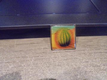 pin cactus beschikbaar voor biedingen