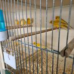 kanaries te koop, Dieren en Toebehoren, Meerdere dieren, Kleurkanarie