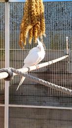 Valkparkieten, Dieren en Toebehoren, Vogels | Parkieten en Papegaaien, Geringd