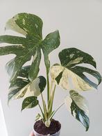 Monstera white snow, Huis en Inrichting, Kamerplanten, Ophalen of Verzenden
