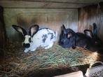 rammelaars - voedsters, Dieren en Toebehoren, Konijnen