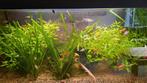 Platy vissen en helena slakken., Vis, Zoetwatervis, Schoolvis