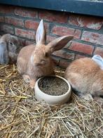 Vlaamse reus, Dieren en Toebehoren, Konijnen