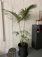 Kentia Palm, Huis en Inrichting, Kamerplanten, Ophalen, Palm