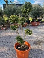 Ilex Green Bonsai Crenata, Tuin en Terras, Ophalen