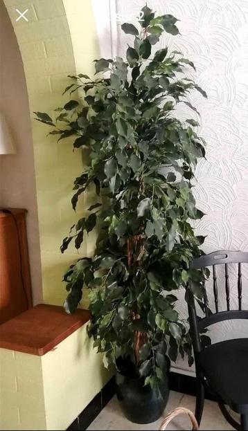 Ficus plante artificielle proche du vrai 190cm