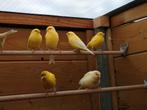 Nog een 3 - tal mooie, gele kweekkoppels !!!, Animaux & Accessoires, Oiseaux | Canaris