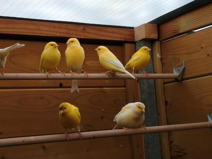 Nog een 3 - tal mooie, gele kweekkoppels !!!, Animaux & Accessoires, Oiseaux | Canaris
