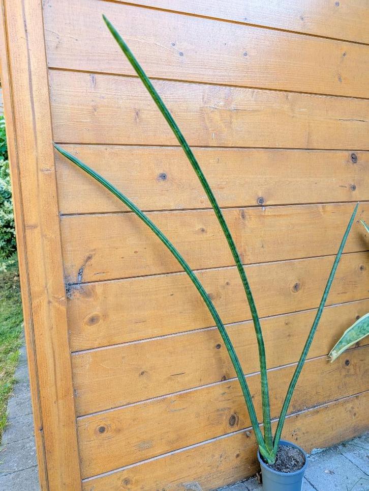 Kamerplanten: Sanseviere, Huis en Inrichting, Kamerplanten, Vetplant, Minder dan 100 cm, Bloeiende kamerplant, Halfschaduw, In pot