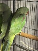 Groot alexander parkieten, Dieren en Toebehoren, Vogels | Parkieten en Papegaaien