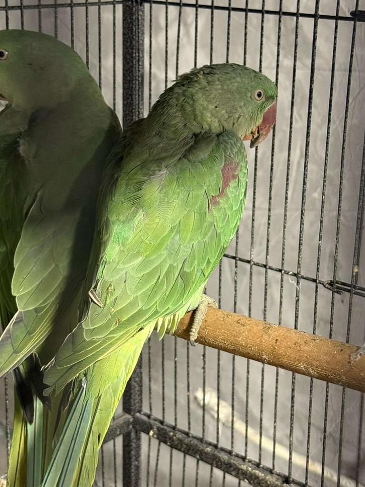 Groot alexander parkieten, Dieren en Toebehoren, Vogels | Parkieten en Papegaaien