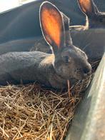 Jonge Vlaamse reuzen, Dieren en Toebehoren, Meerdere dieren, Groot, 0 tot 2 jaar