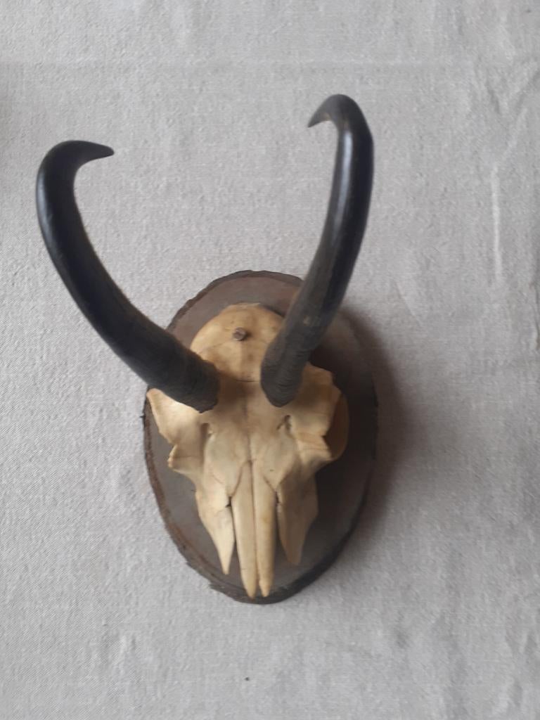 Cornes Autriche, Collections, Collections Animaux, Utilisé