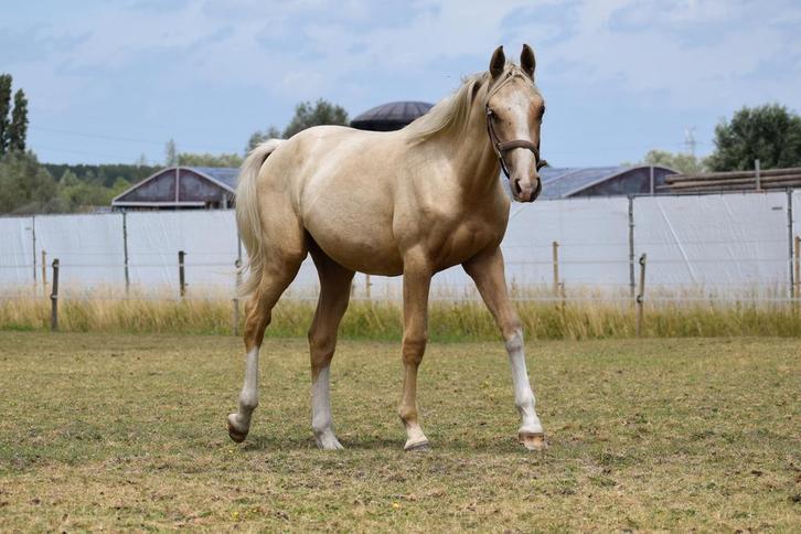 Palomino jaarling v. Krem, Dieren en Toebehoren, Paarden, Ruin, Niet van toepassing