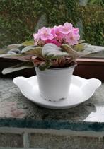 Gezocht: bladstek Kaaps viooltje., Huis en Inrichting, Ophalen