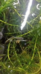 Mooie guppy man DRINGEND WEG, Dieren en Toebehoren