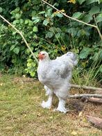 Brahma haan Isabel, Dieren en Toebehoren, Pluimvee, Mannelijk, Kip
