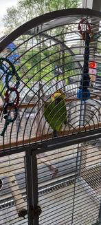 Blauw Voorhoofd Amazone papegaai, Parleur, Perroquet, Sexe inconnu
