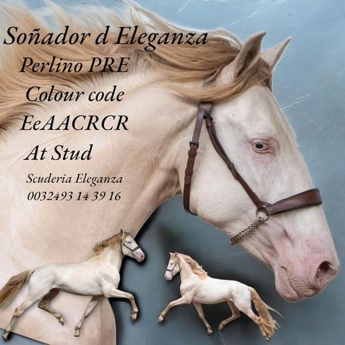 7 top hengsten PRE, Barock pinto, Arabier AMHA NMPRS ASPC, Dieren en Toebehoren, Paarden en Pony's | Dekhengsten en Fokmerries