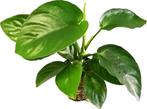 Anubias barteri var. Barteri Aquariumplant (10 cm), Enlèvement ou Envoi, Neuf, Plante(s), Pierre ou Bois