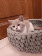 Lilac harlekijn Brits katertje, Kater, Gechipt, 0 tot 2 jaar
